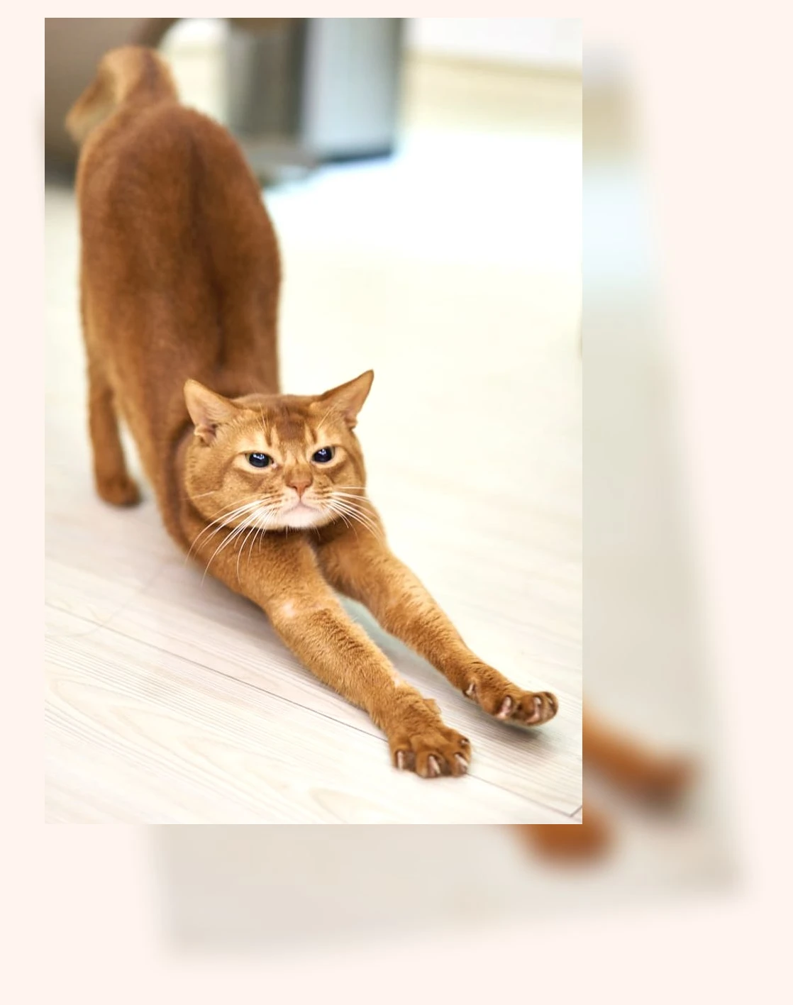 고양이 보호소 방문_2_subsection