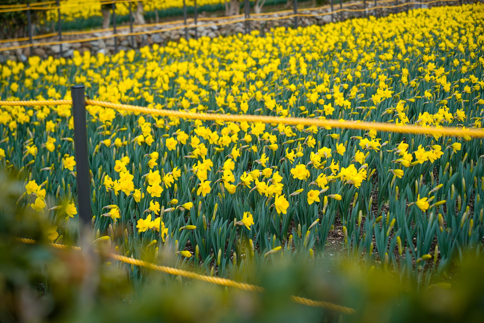 2025 거제 공곶이 수선화축제 총정리