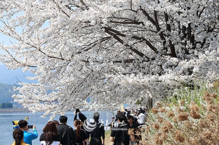 공지천 유원지 벚꽃길