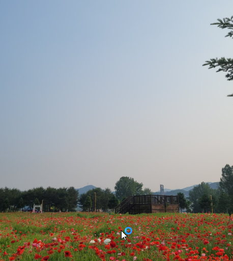 자라섬 꽃 페스타