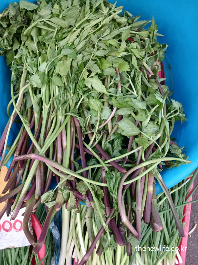 Cleaned minari with purple stems displayed in a blue basin at a traditional Korean market. / 파란 대야에 담긴 보라색 줄기의 미나리 – 시장에서 손질된 모습입니다.