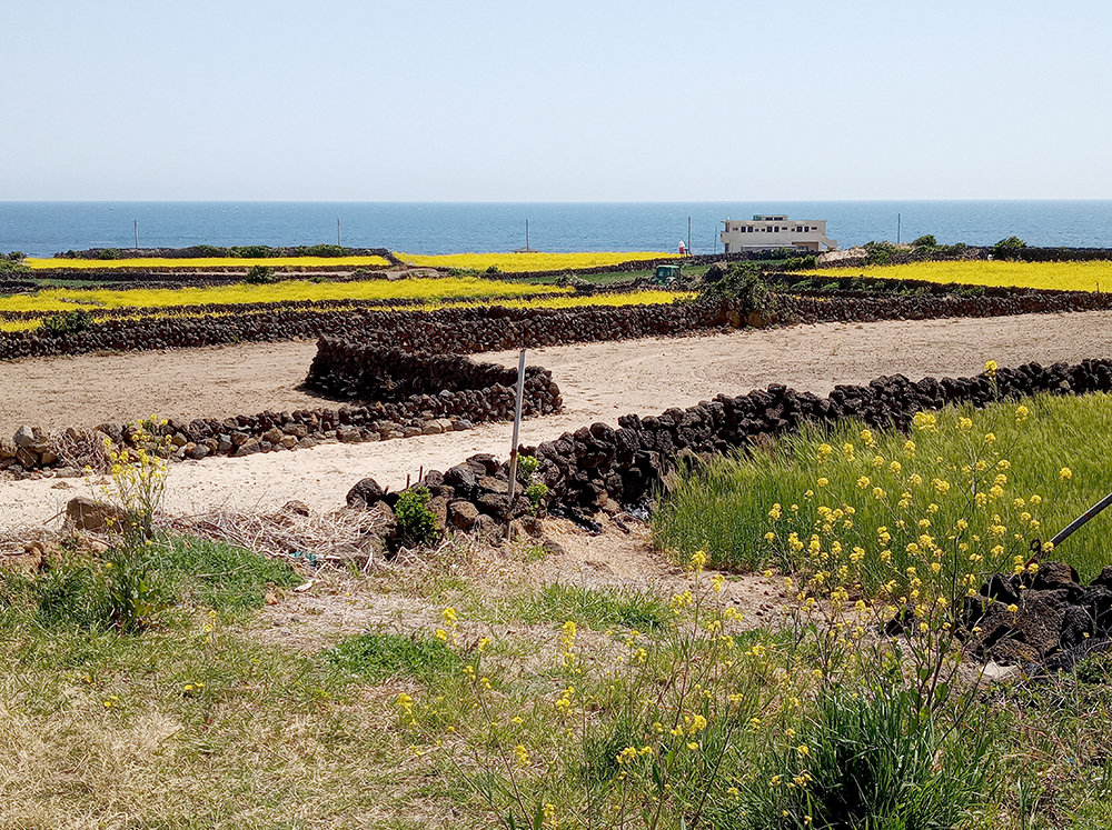 올레1-1코스, 우도(牛島&middot;Udo) 하우목동항에서 천진항까지