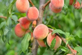 복숭아 나무 한살이 시기_12