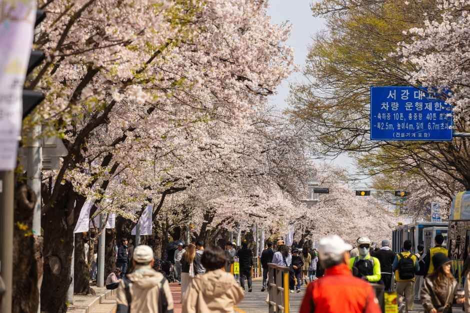 영등포 여의도 봄꽃축제 2026 완벽 가이드