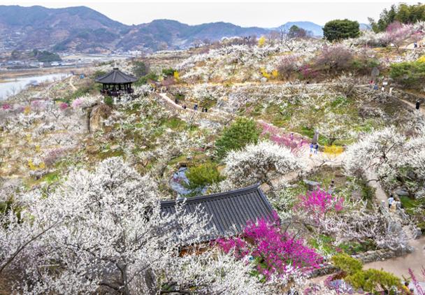 광양매화축제