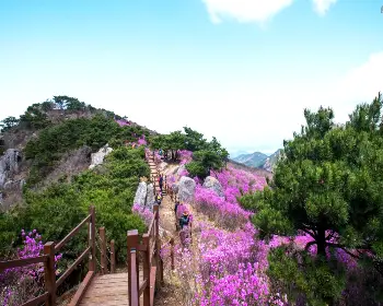 비슬산 참꽃축제_4