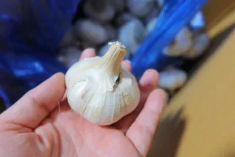 홍산마늘 효능 수확시기 재배법 주아 정리 정보_15