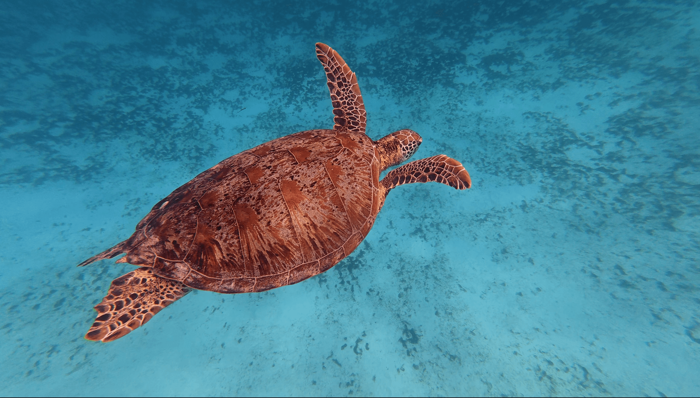 그랑블루 발리카삭