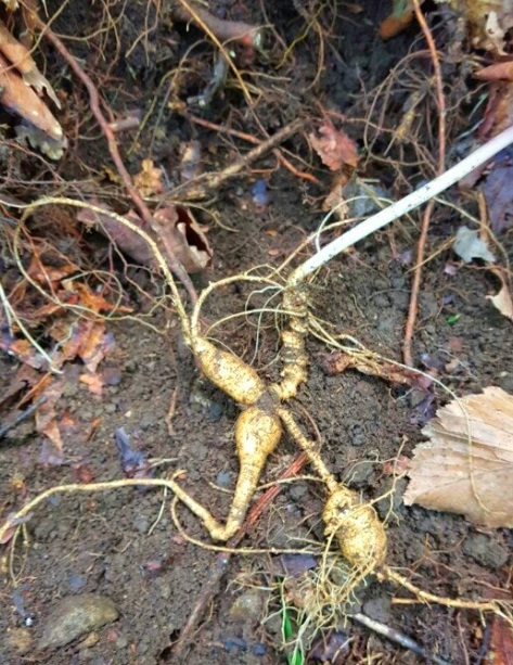 극한직업-산양삼-거창-홍천