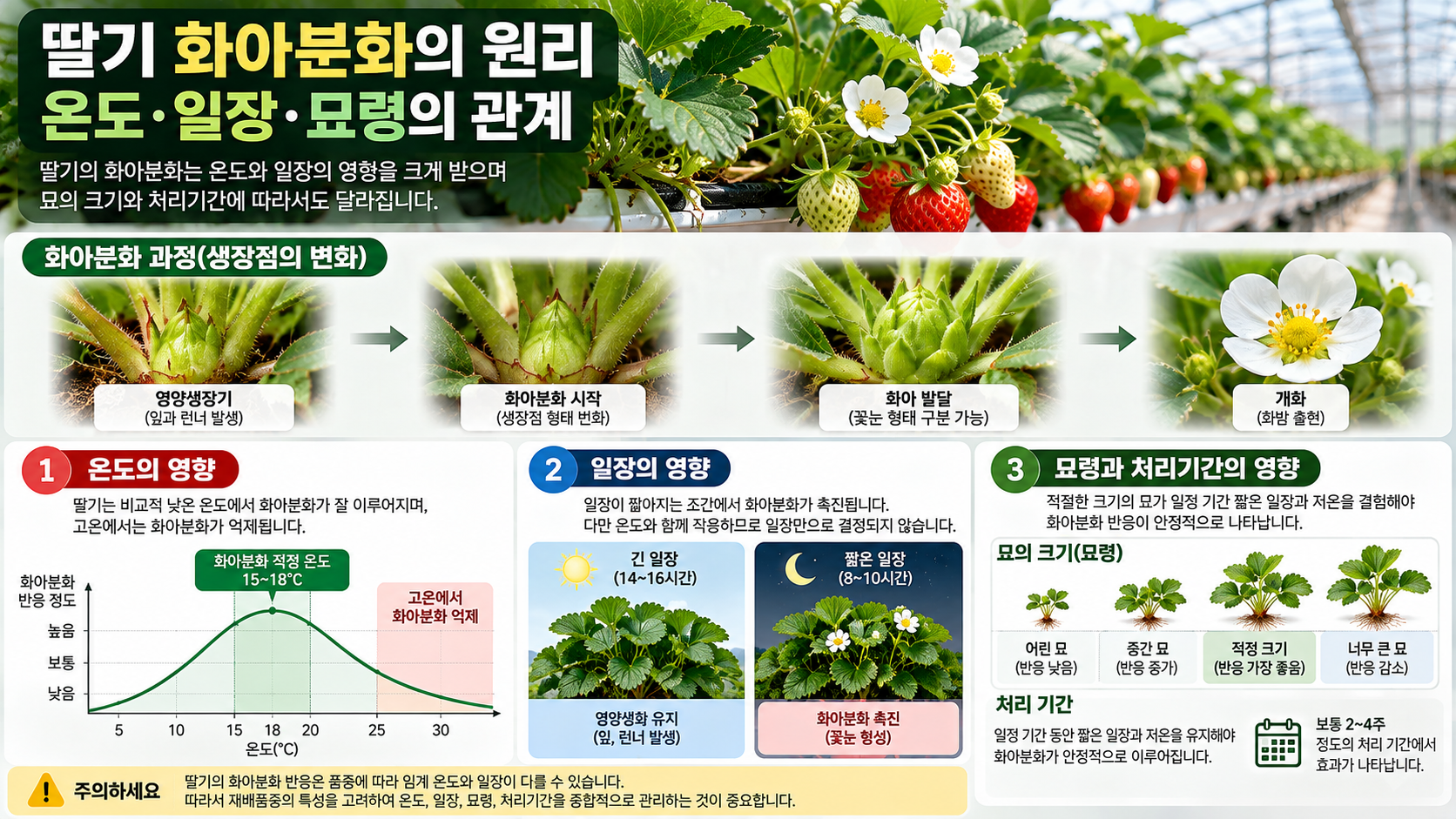 딸기 화아분화의 원리