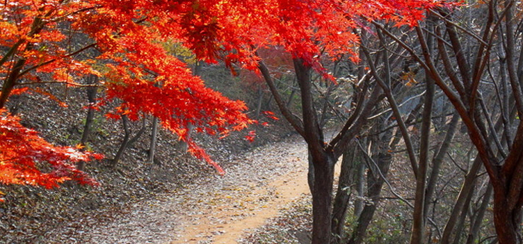 계족산_황톳길2