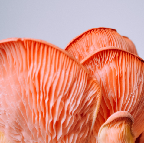 영지버섯 효능 부작용 먹는 방법