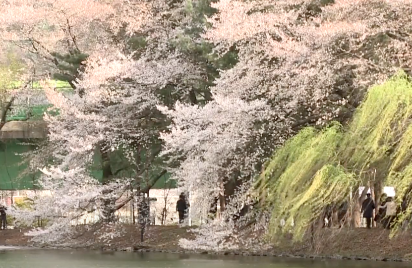 가평 내수면연구소 벚꽃길 비밀정원 주소 위치 주차 연장 개방
