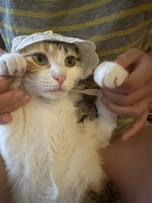 주인과 놀고 있는 깽이