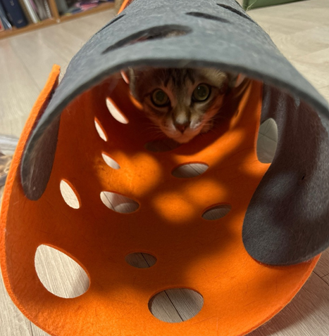 펠트 터널 속에 꽉끼어서 밖을 조심스럽게 엿보는 고양이