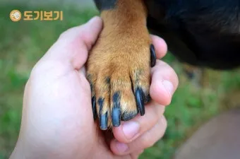 강아지 며느리발톱 그냥 둬도 괜찮을까 관리 제거 수술 총정리 정보모음_8