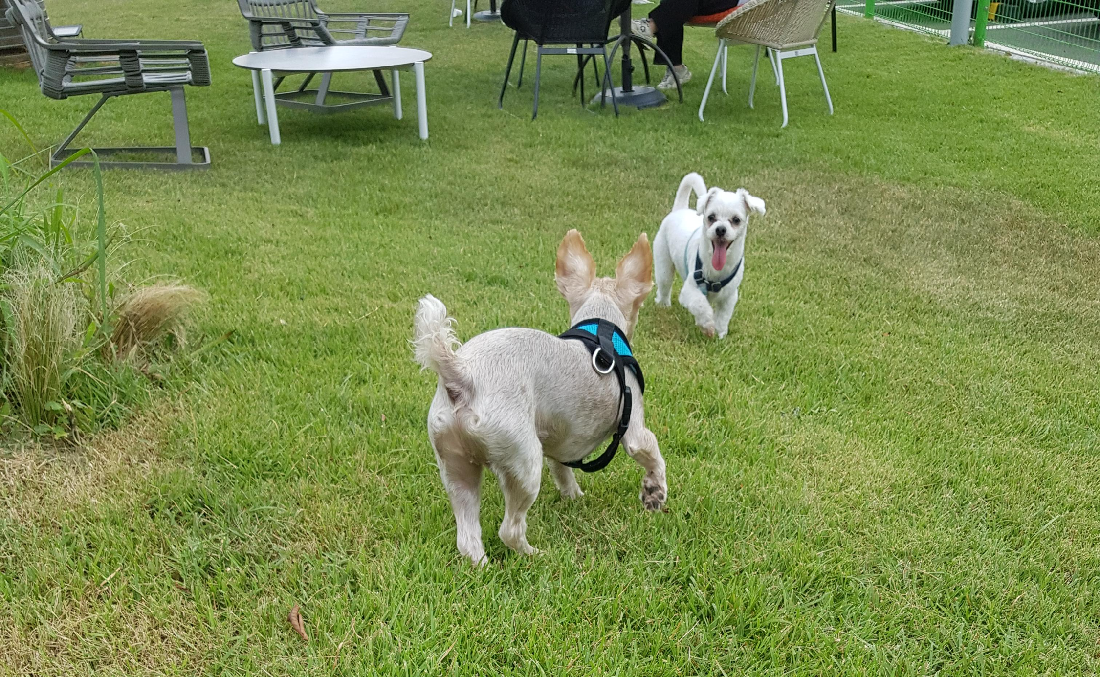 여름에 애견 카페 간 강아지들 사진