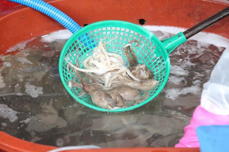 서천 동백꽃 주꾸미축제