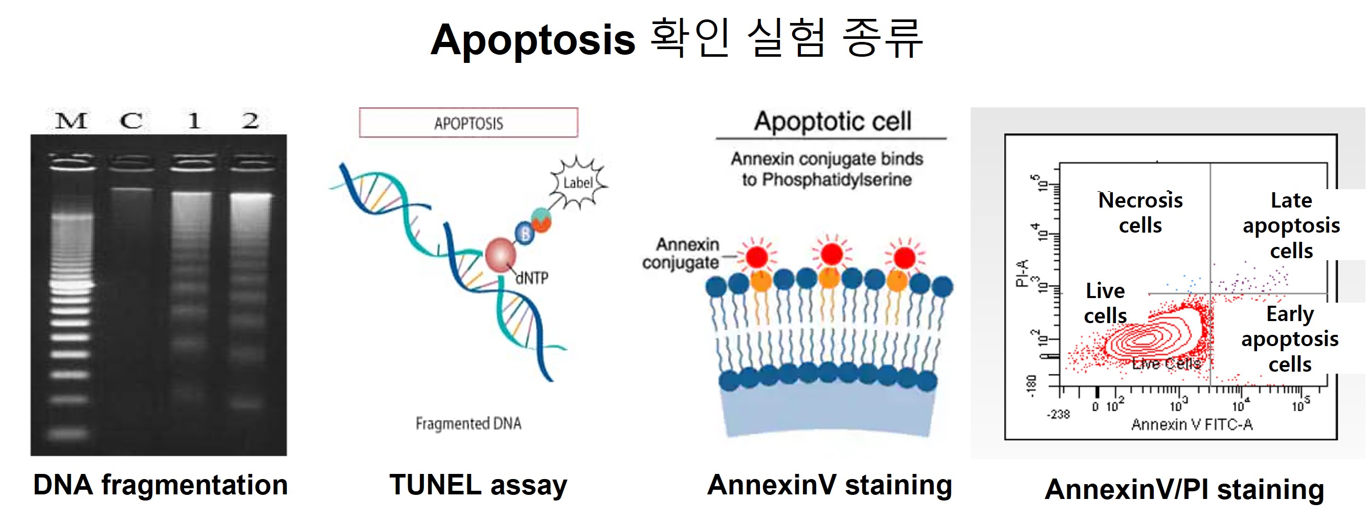 apoptosis 확인 실험 종류