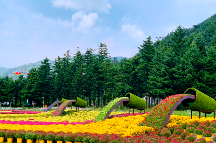 인제 가을꽃축제6