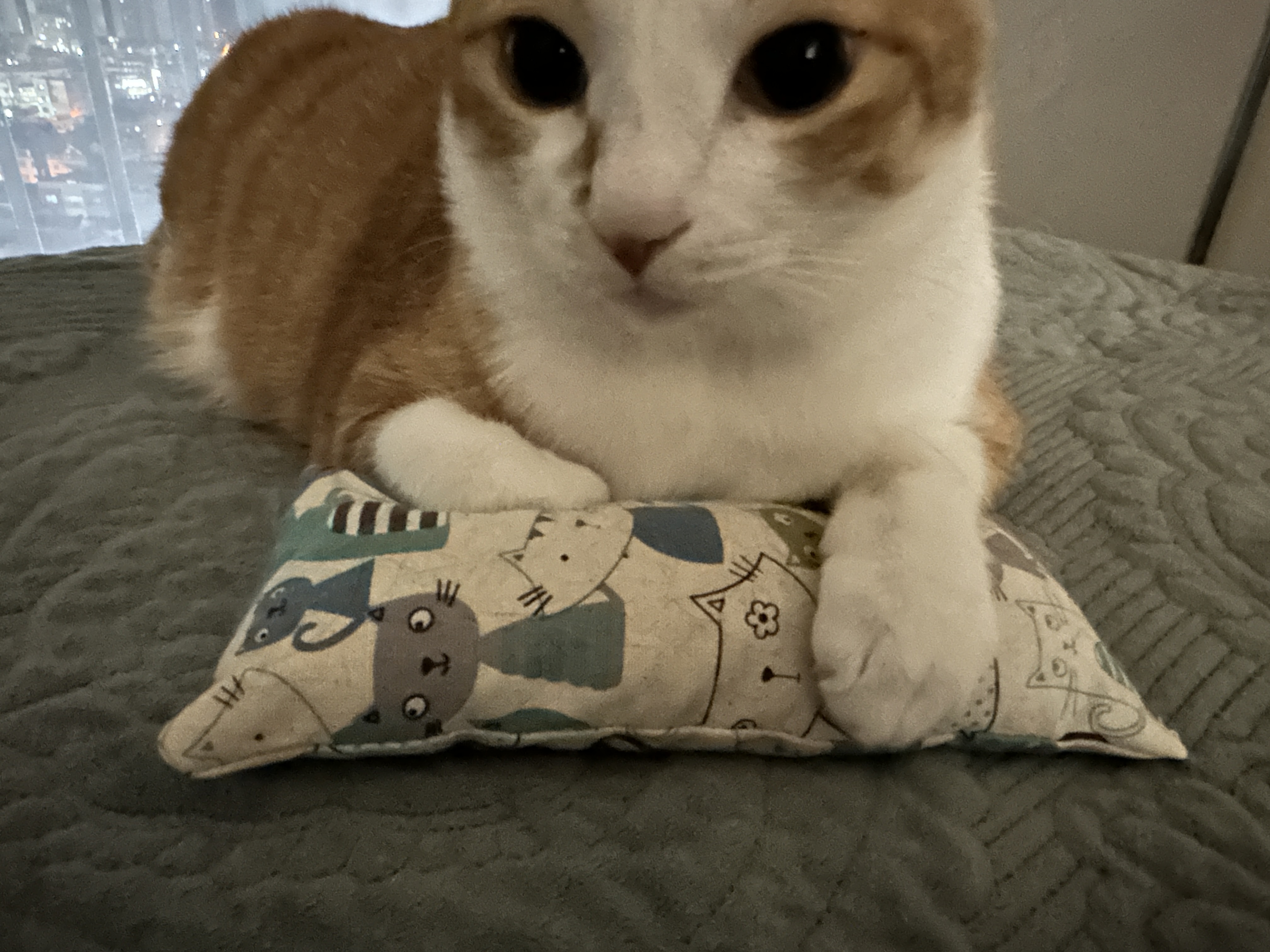 호야가 캣닢쿠션을 안고 있으면..? (feat. 엄마껌딱지라 사진을 찍기 어려운 호야)