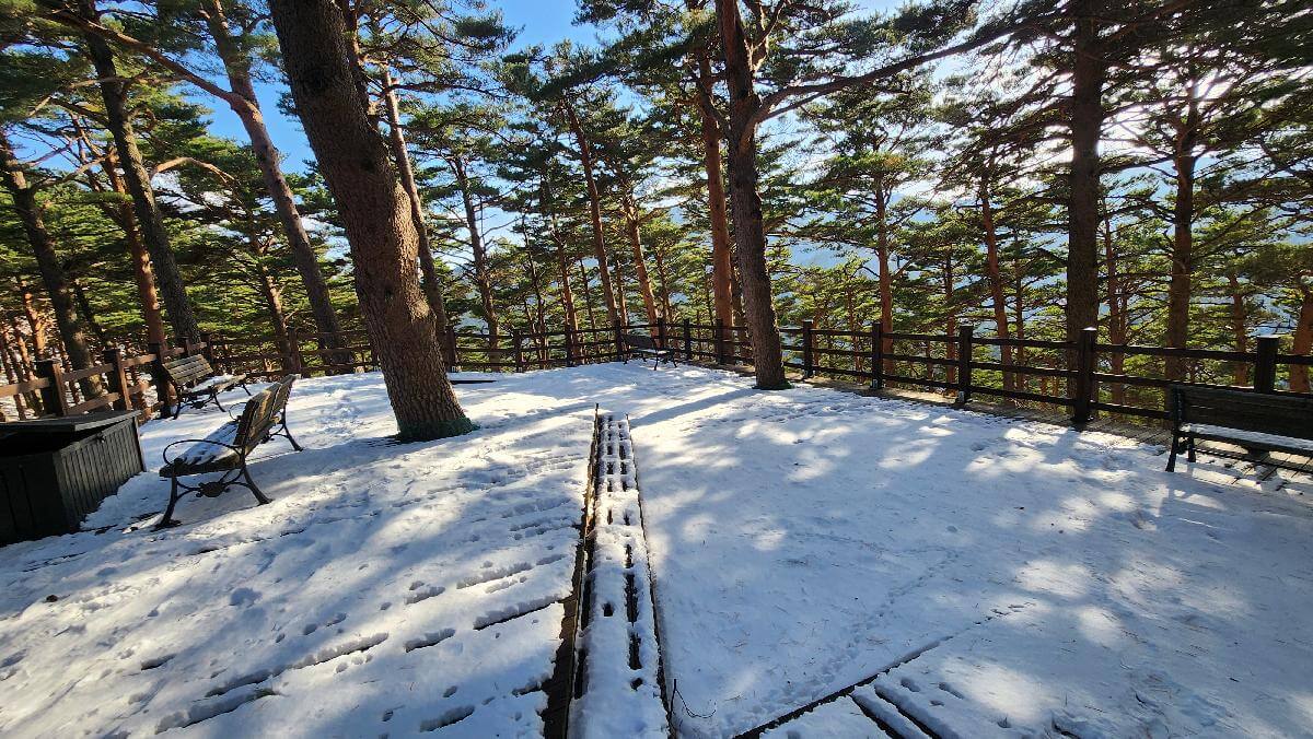 산림청 명품숲길 겨울 트레킹 : 대관령소나무숲길, 국가숲길·금강송