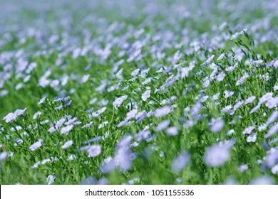 아마 재배 파종 시기 잡초 관리 섬유용 수확_1