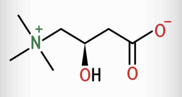 엘 카르니틴 성분표
