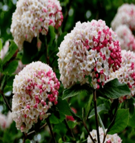 분꽃나무 꽃 꽃말 향기 열매 및 삽목 키우기 알아보기(유럽 토종)