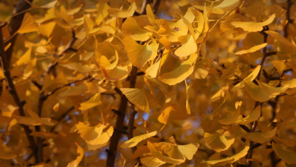 정원 인기수목 에 대한 이미지
