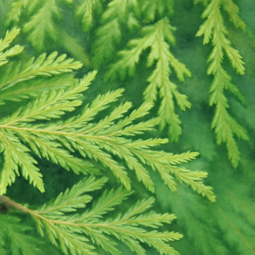 부처손-부작용-주의사항