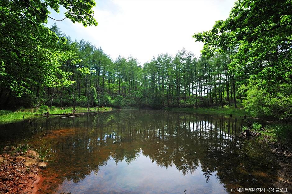 정선 도롱이연못