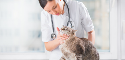 턱을 진찰받고 있는 고양이.