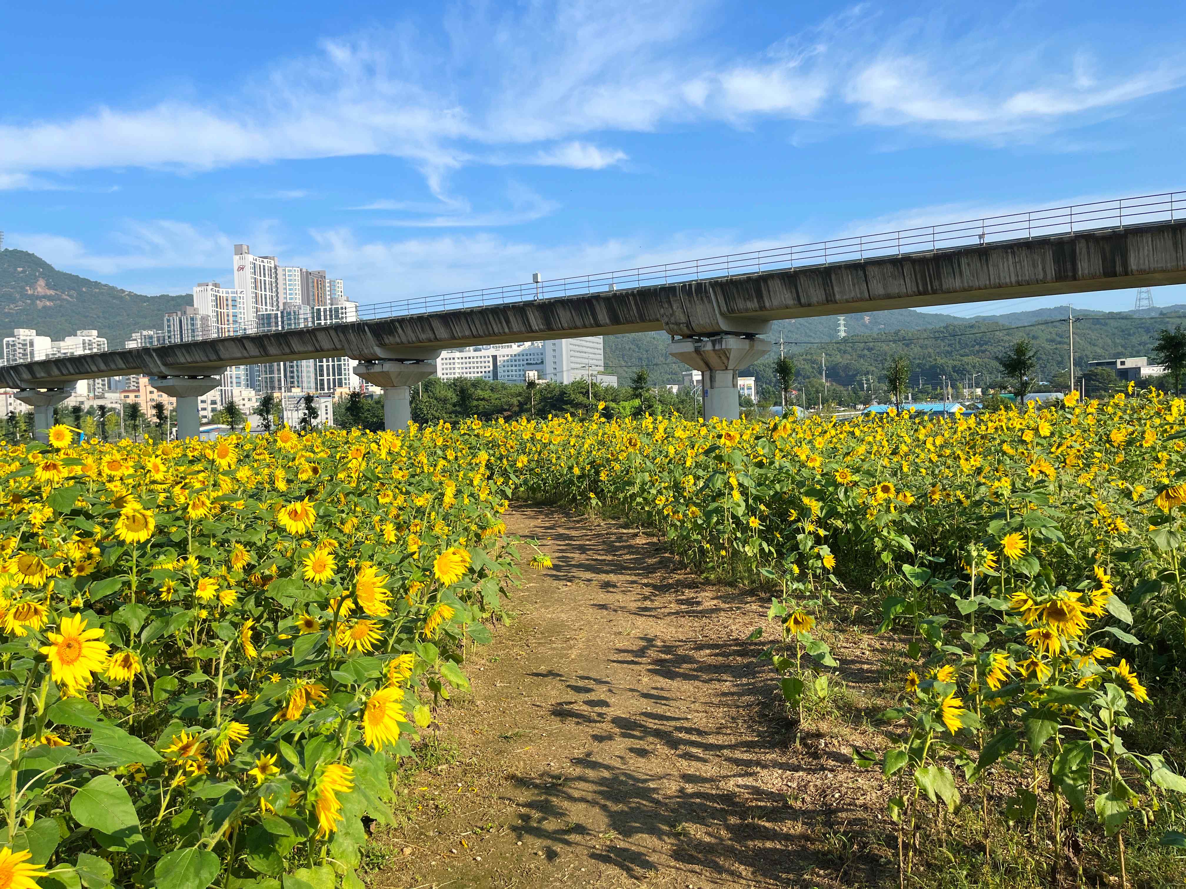 신곡새빛정원 해바라기