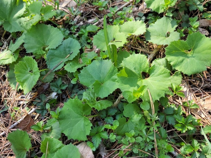 산기슭에서 자란 머위 관련 사진