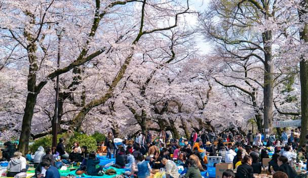 도쿄 우에노 공원 벚꽃 명소
