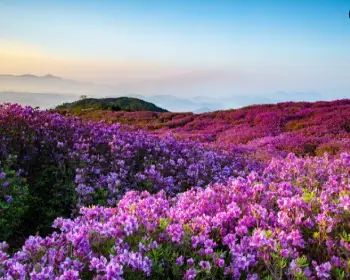 황매산 철쭉축제_2