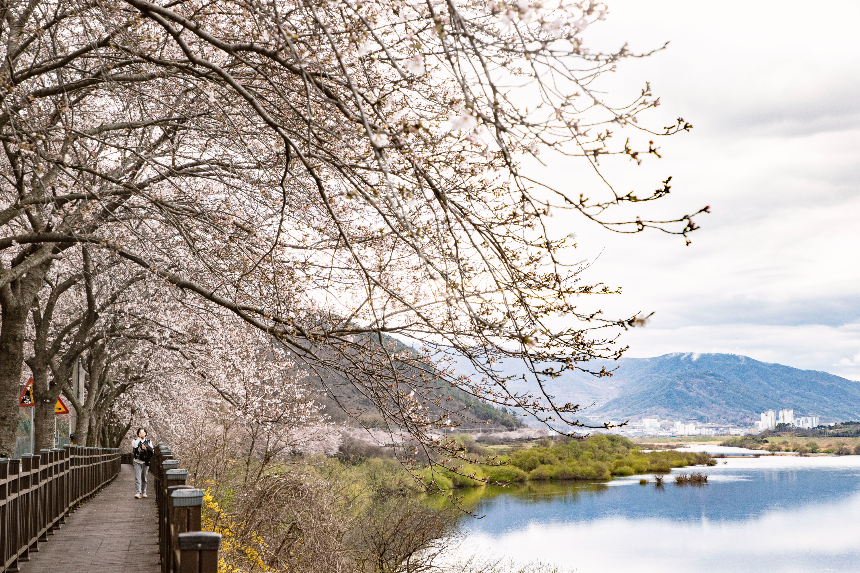 구례 산수유꽃축제 언제 갈까? 2025년 개화 시기 & 필수 코스
