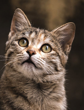 고양이가 토하는 이유