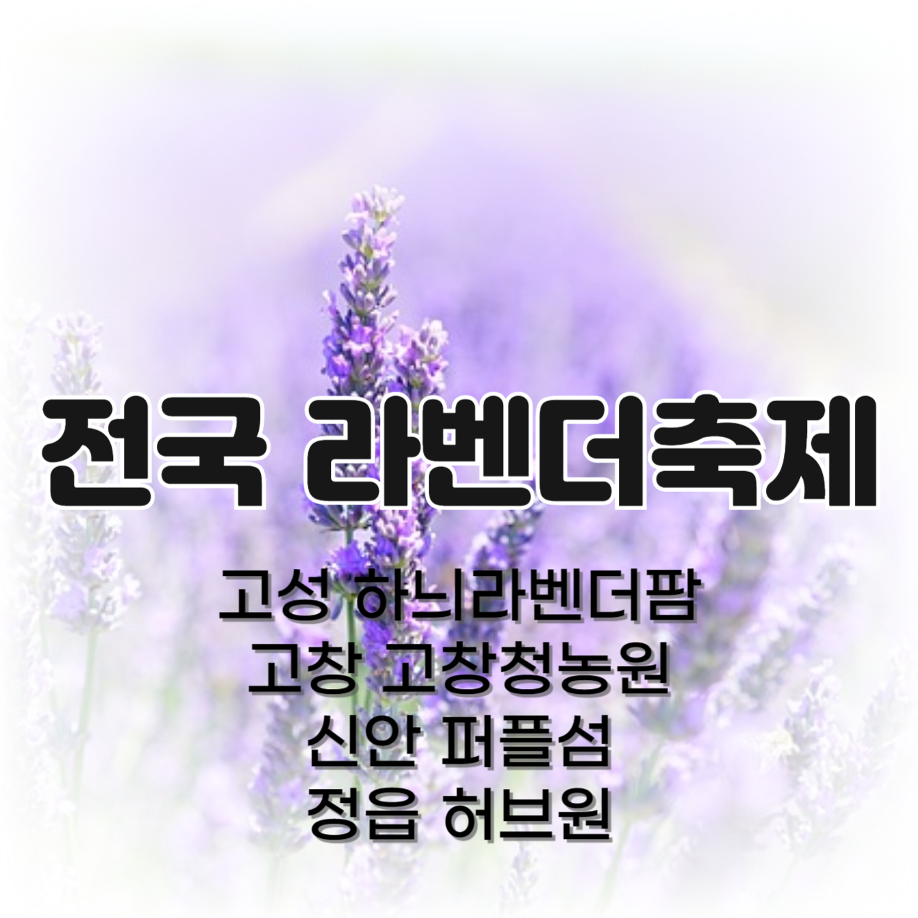 라벤더축제 5월 꽃축제 6월 꽃축제 총정리(+고성, 고창, 신안, 정읍)
