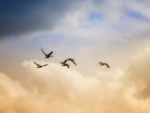 하늘을 나는 꿈 해몽