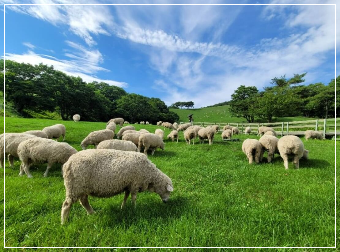 평창 가볼만한곳 베스트10 대관령 양떼목장