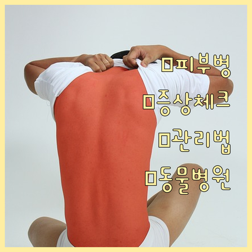 동물병원 피부병 진료, 놓치면 안 될