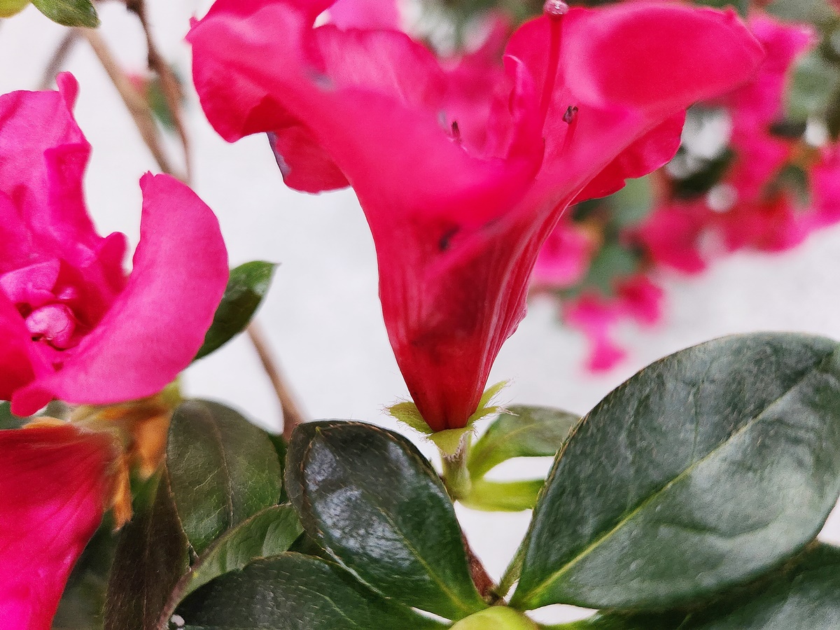 아젤리아(서양철쭉)