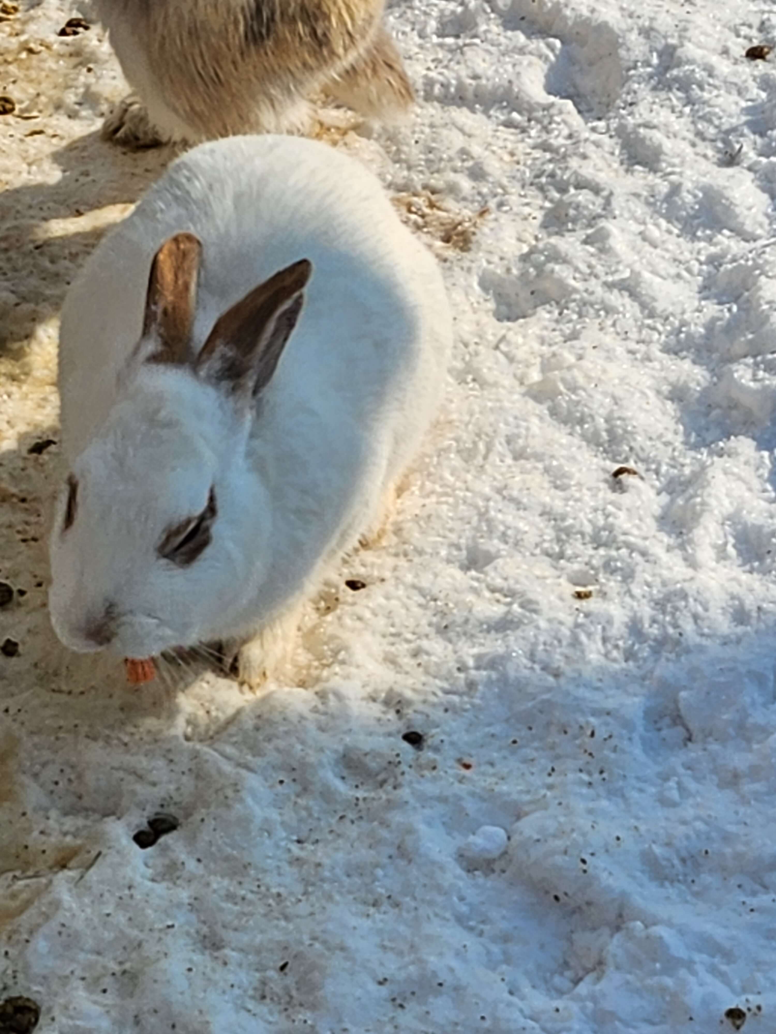 가평 베고니아 정원