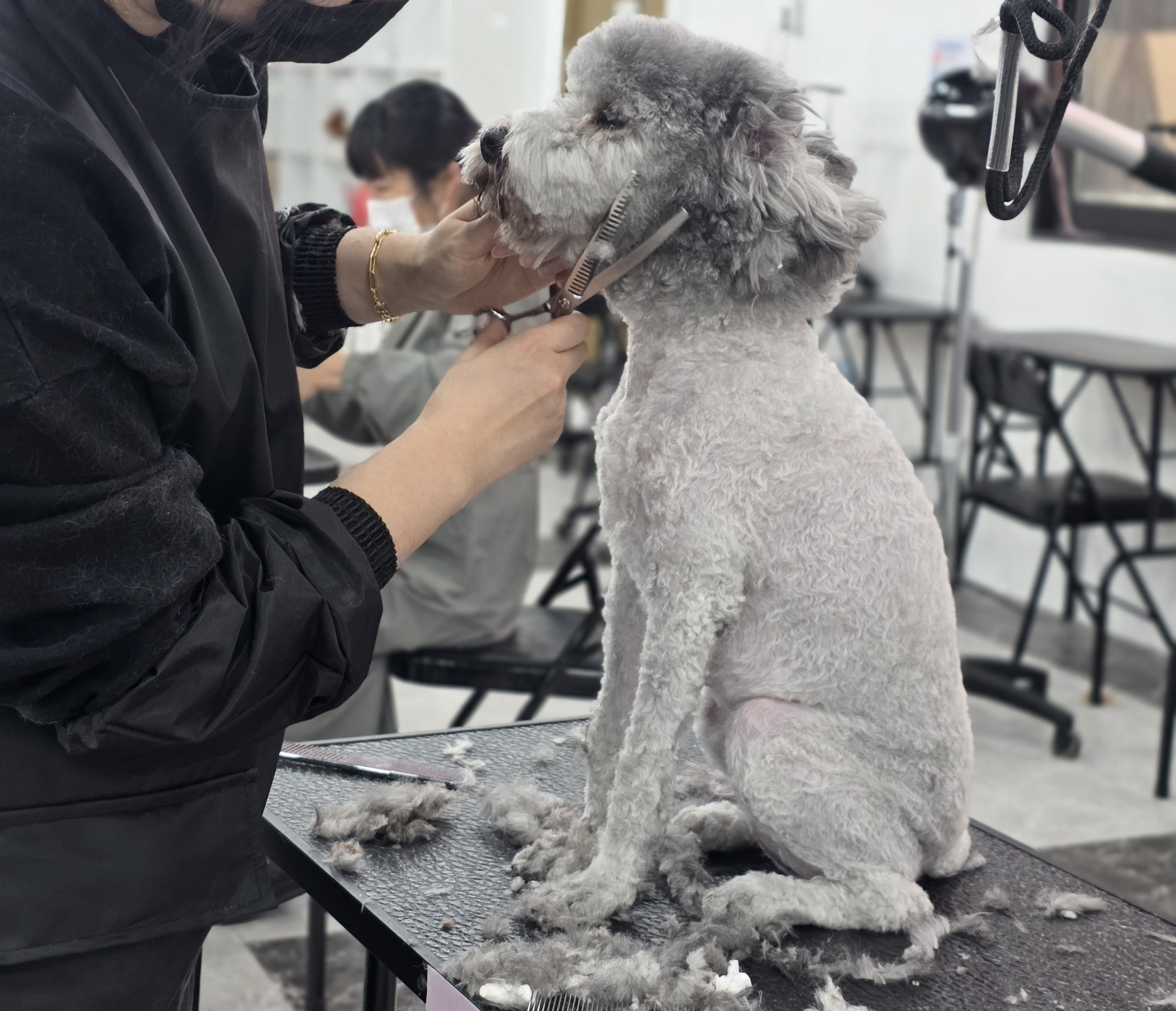 부산강아지미용학원