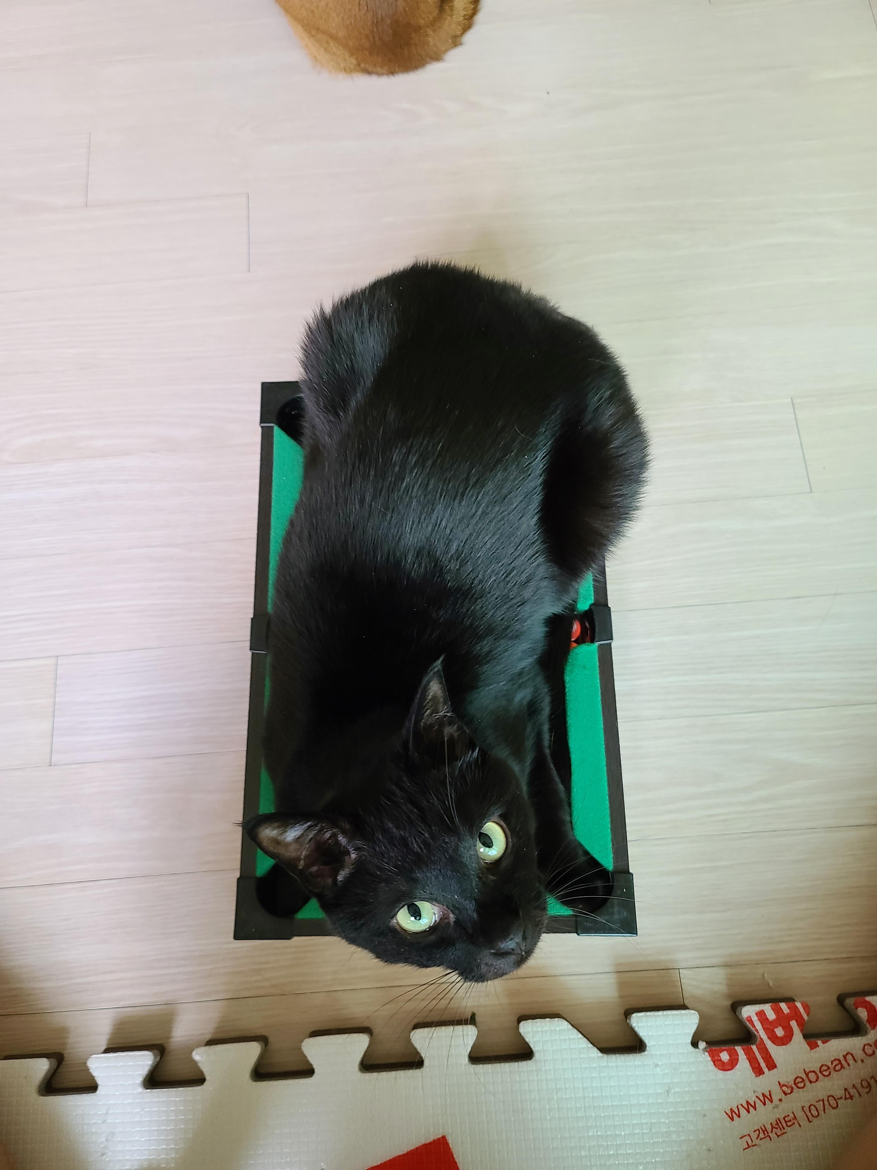 고양이 미니당구