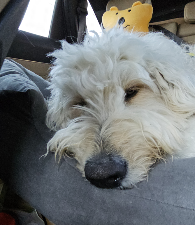 열시미 뛰뛰하고 와서 뻗은 우리 강아쥐...ㅋㅋㅋㅋㅋㅋㅋㅋ