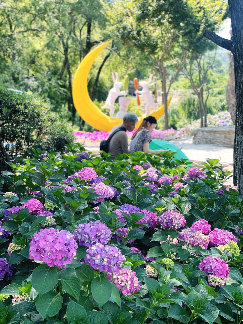 월아산 수국 페스티벌