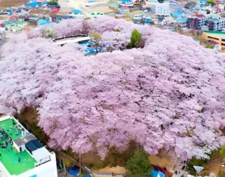 대전 벚꽃